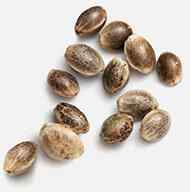 https://greenstudioonline.com/wp-content/uploads/2019/02/marijuana_seeds.jpg