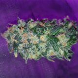 Amnesia - Image 4