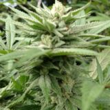 Larry OG - Image 3