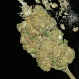 Animal cookies - Image 3