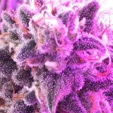 Banana kush - Image 3