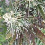 Blue Dream - Image 3