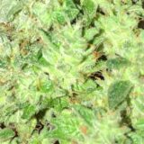 Gorilla glue - Image 3