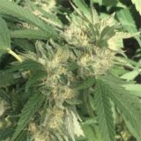 Gorilla glue - Image 2