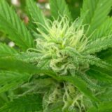 Jack Herer - Image 2