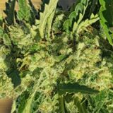 Jack Herer - Image 3