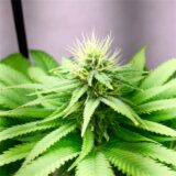 Candy Crush aka Kandy Kush - Image 3