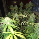 Northern lights - Image 3