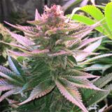 Purple punch - Image 3