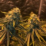 Sour diesel - Image 2