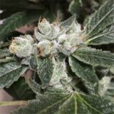 Sour diesel - Image 3