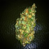 White widow - Image 3