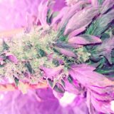 White widow - Image 2